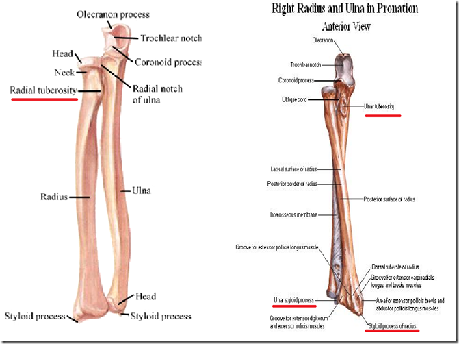 Bones of upper limb, lower limb and vertebrae (Part 2) Medatrio